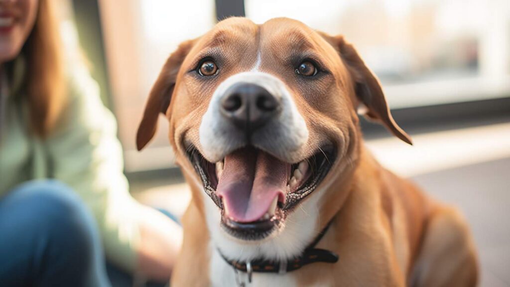 Uncover pet adoption rules: how long before a stray dog is legally yours? Navigate the essentials of claiming and adopting a stray with confidence.